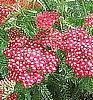 ACHILLEA, PAPRIKA YARROW