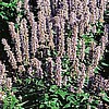 AGASTACHE - FORTUNE BLUE