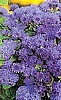 AGERATUM - BLUE PEARL F1