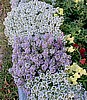 ALLYSUM lobularia maritime
