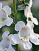 ANGELONIA - ANGEL MIST