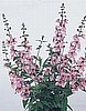 ANGELONIA - SERENA SERIES