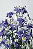 AQUILEGIA (Columbine) - Swan series