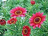 ARGYRANTHEMUM - MADEIRA