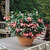 BEGONIA - DRAGON WING SERIES