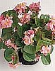 BEGONIA - BABY WING