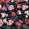 BEGONIA - COCKTAIL SERIES