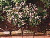 BEGONIA - PRELUDE SERIES