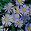 BOLTONIA - JIM CROCKETT