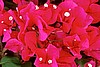 BOUGAINVILLEA - BARBARA KARST RED