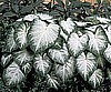 CALADIUM - AARON