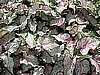 CALADIUM - CANDYLAND