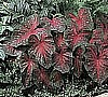 CALADIUM - RED FLASH