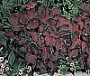 CALADIUM - RED RUFFLES