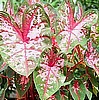 CALADIUM - CAROLYN WHORTON