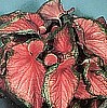 CALADIUM - FLORIDA SWEETHEART