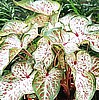 CALADIUM - GINGERLAND