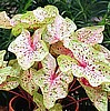 CALADIUM - MISS MUFFETT