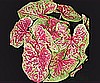 CALADIUM - RASPBERRY MOON