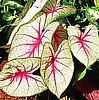CALADIUM - WHITE QUEEN