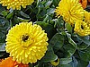 CALENDULA - BON BON SERIES