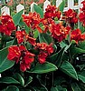 CANNA - TROPICAL SERIES