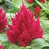 CELOSIA - CARMINE GLOW