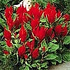 CELOSIA - FRESH LOOK RED