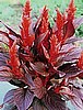 CELOSIA - NEW LOOK RED