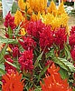 CELOSIA - CENTURY MIX