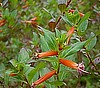CUPHEA - CIGAR PLANT