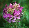 CLEOME - SPARKLER SERIES