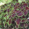 COLEUS - CHOCOLATE MINT
