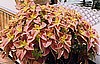 COLEUS - ALABAMA PINK/GOLD