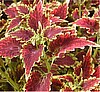 COLEUS - NEW ORLEANS RED