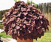 COLEUS - SUNSET RED