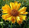 COREOPSIS - JETHRO TULL