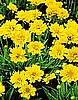 COREOPSIS - EARLY SUNRISE