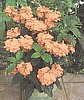CROSSANDRA - ORANGE MARMALADE