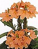 CROSSANDRA - TROPIC SERIES