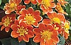 DAHLIA - GOLDALIA ORANGE