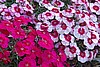 DIANTHUS - CORONA CHERRY MAGIC