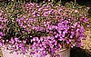 DIANTHUS - BOUQUET series