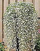 DICHONDRA - SILVER FALLS