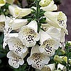 DIGITALIS (Foxglove) - Camelot series