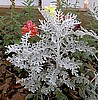 DUSTY MILLER senecio cineraria