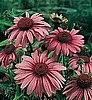 ECHINACEA (CONEFLOWER) - Magnus & White Swan