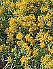 ERYSIMUM e. species