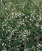 EUPHORBIA - DIAMOND FROST