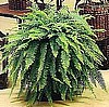FERN - BOSTON EXPRESS
